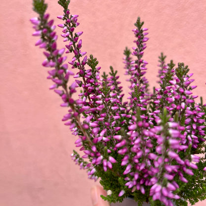 Calluna vulgaris ‘Beauty Ladies Mini Lilac’ - Heather ‘Beauty Ladies Mini Lilac’