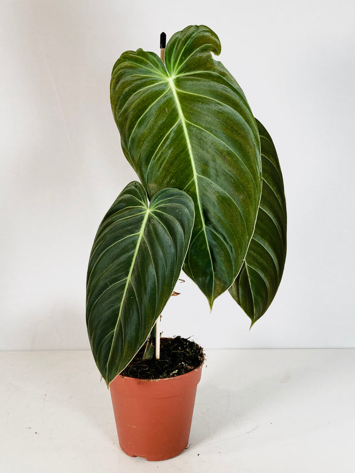 Philodendron Melanochrysum