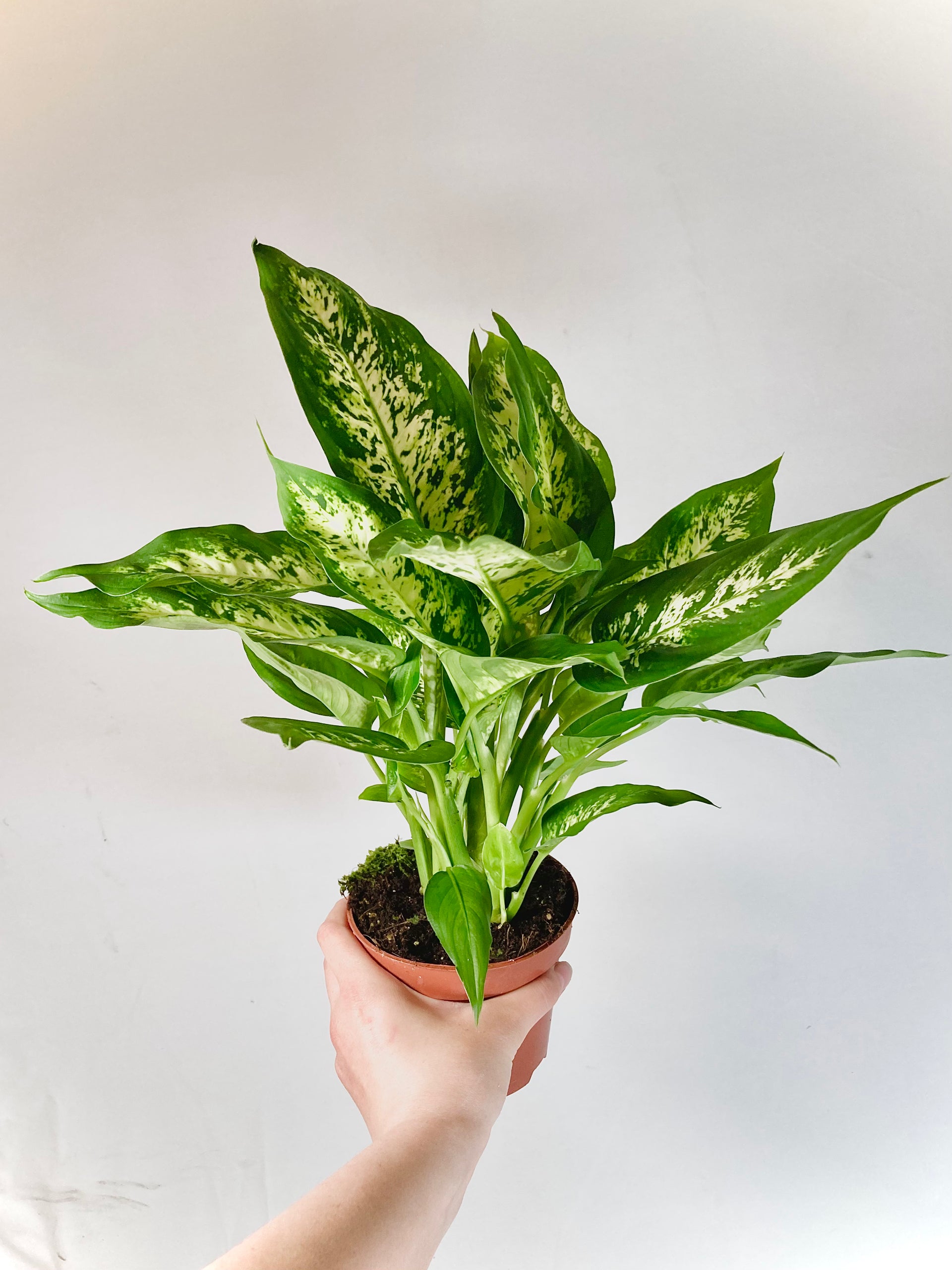 dieffenbachia camilla air purifier Dieffenbachia 'Camilla'