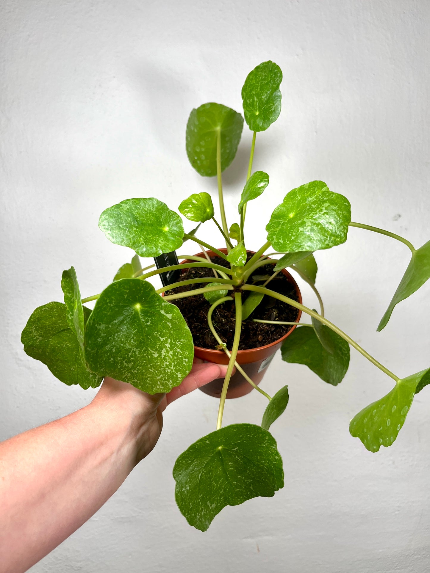 Pilea peperomioides ‘Sugar’ – Frosted Chinese Money Plant