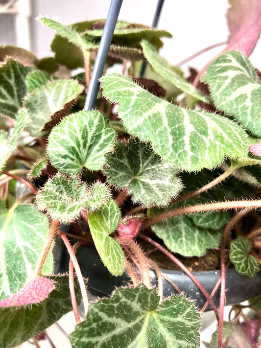 Saxifraga Stolonifera - Strawberry Begonia