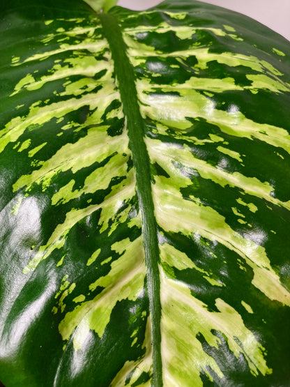 Dieffenbachia Tropic Snow