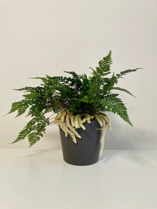 Humata Tyermannii - Rabbit foot fern