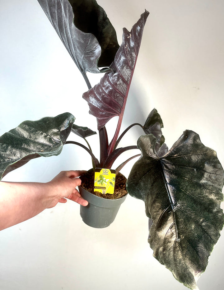 Alocasia ‘Antoro Velvet’