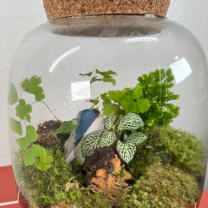 Plant.Studio 'Sailor' Terrarium