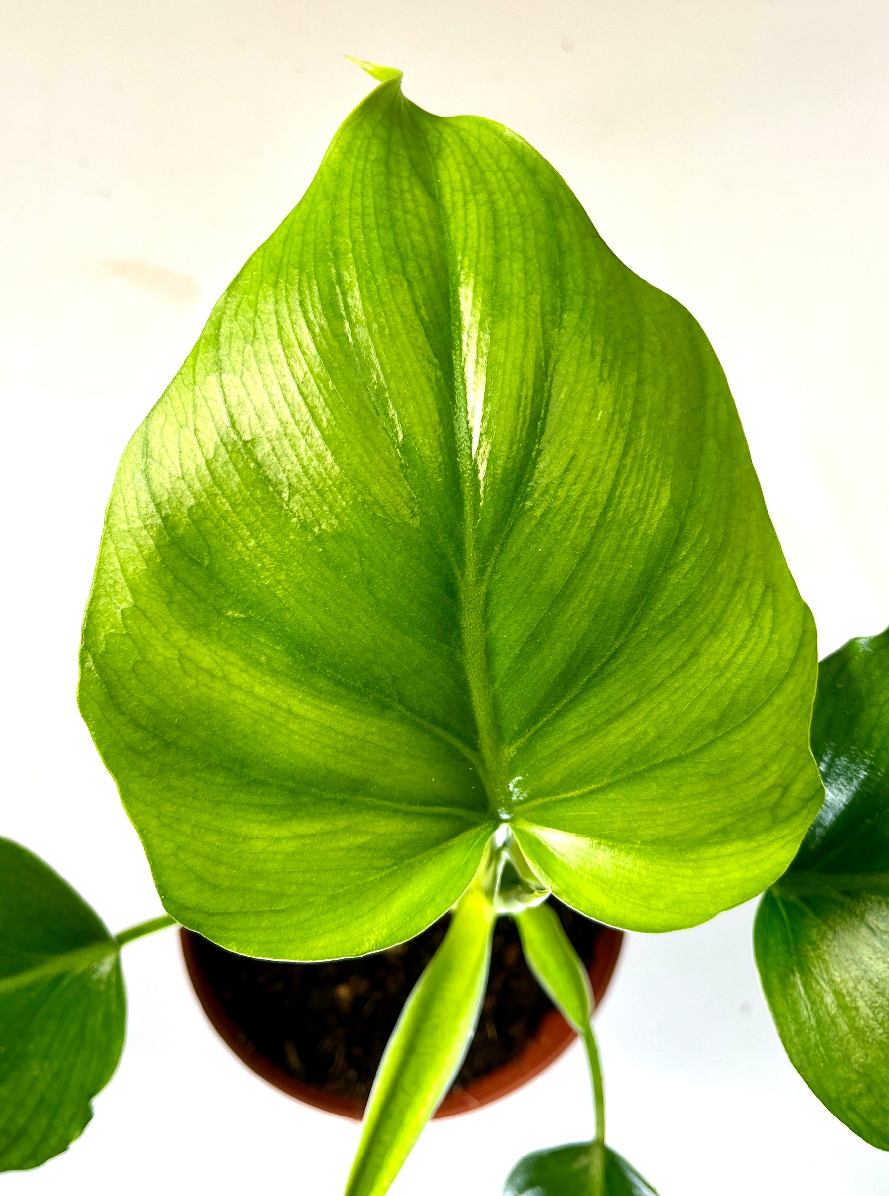 philodendron warscewiczii green Philodendron Warscewiczii – Plant Studio
