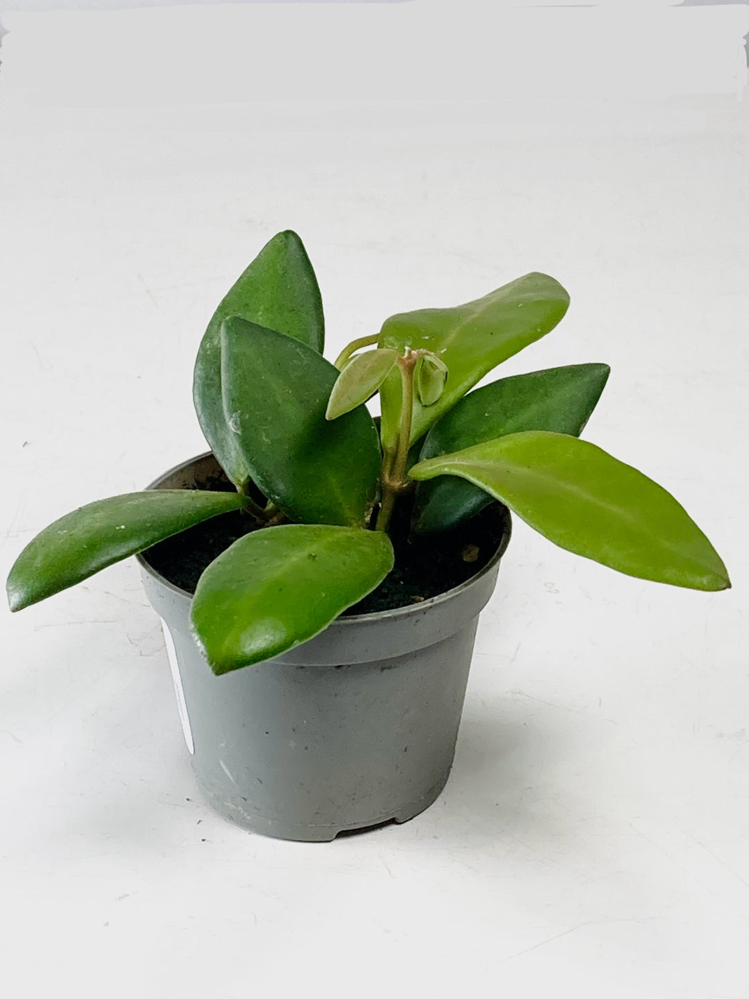 Hoya mini Mix