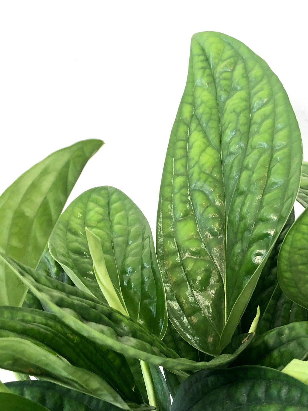 Epipremnum Pinnatum 'marble Planet' - Monstera Peru