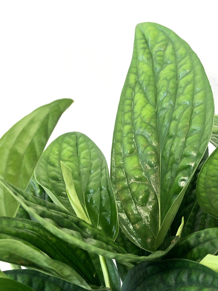 Epipremnum Pinnatum 'marble Planet' - Monstera Peru