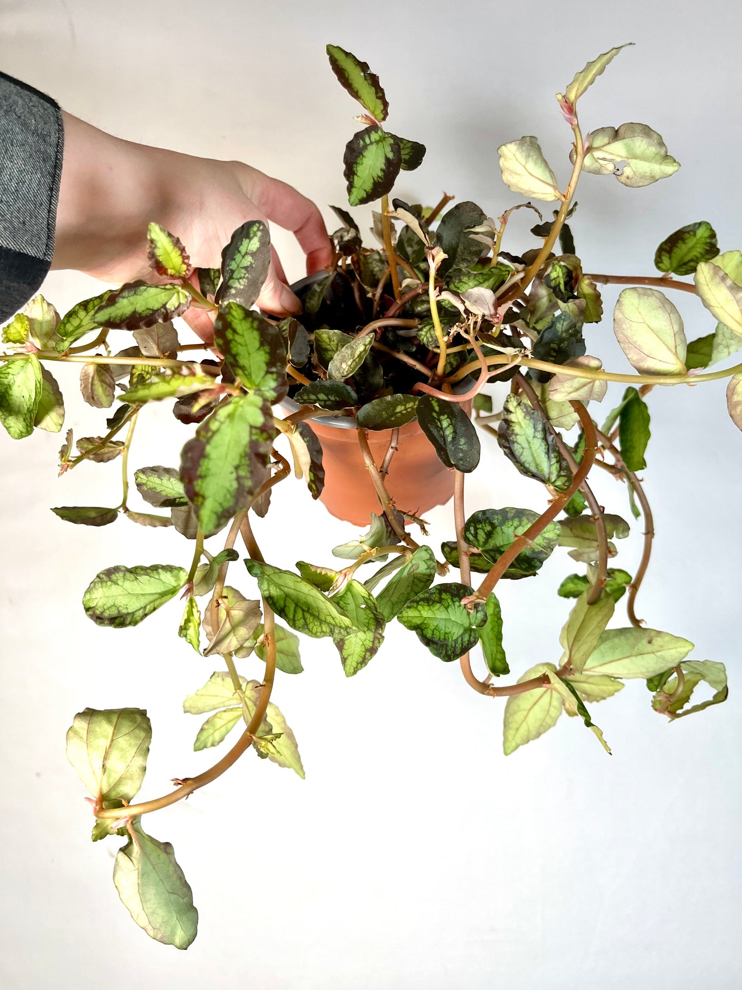 Pellionia Repens -  trailing watermelon begonia