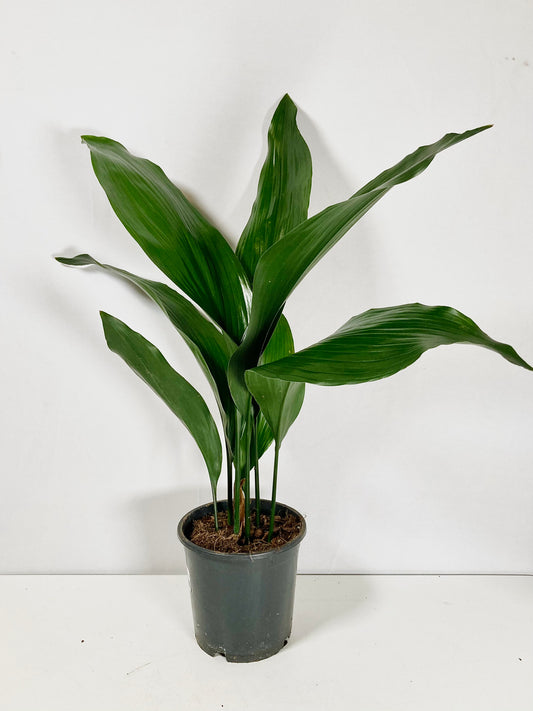 Aspidistra Elatior - Cast Iron Plant