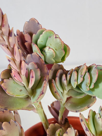 Kalanchoe Ameg