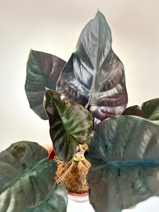 Alocasia black leaf