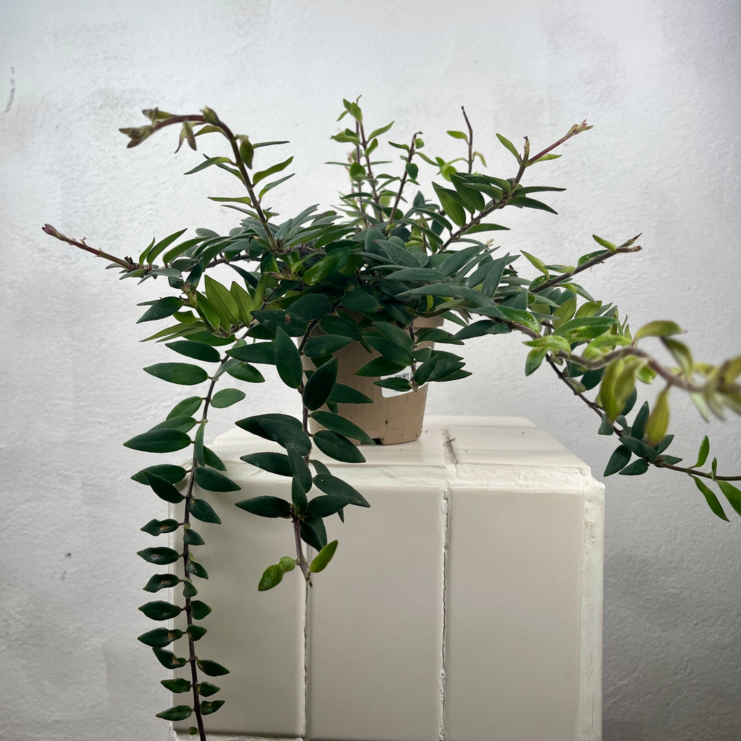 Aeschynanthus 'Caroline' - lipstick plant