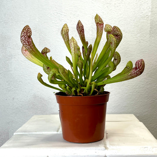 Sarracenia x psittacina × leucophylla – Parrot Pitcher Plant Hybrid