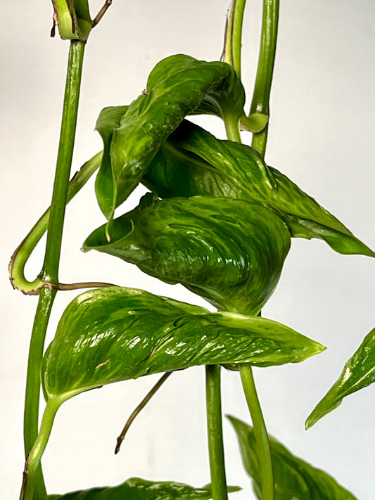 Epipremnum Shangri La Pothos