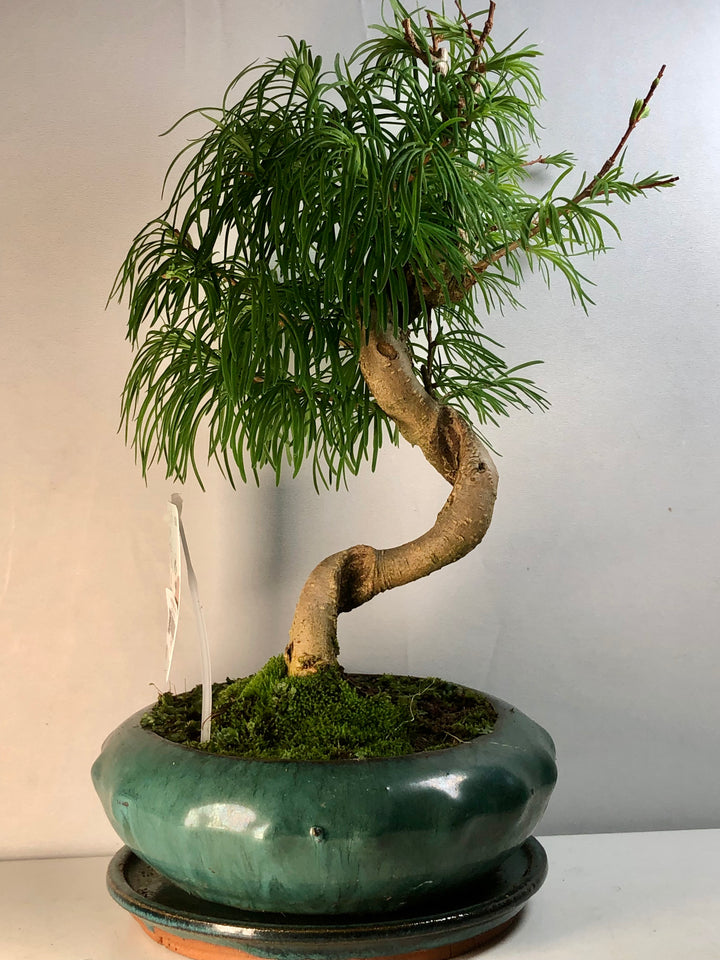 Bonsai Golden Larch – Pseudolarix amabilis