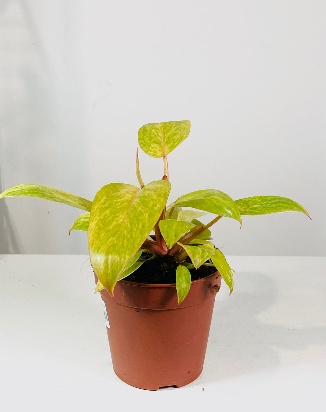 Philodendron Painted Lady
