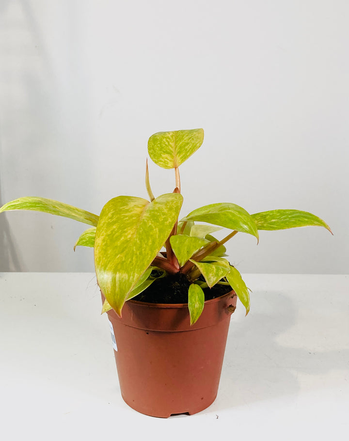 Philodendron Painted Lady
