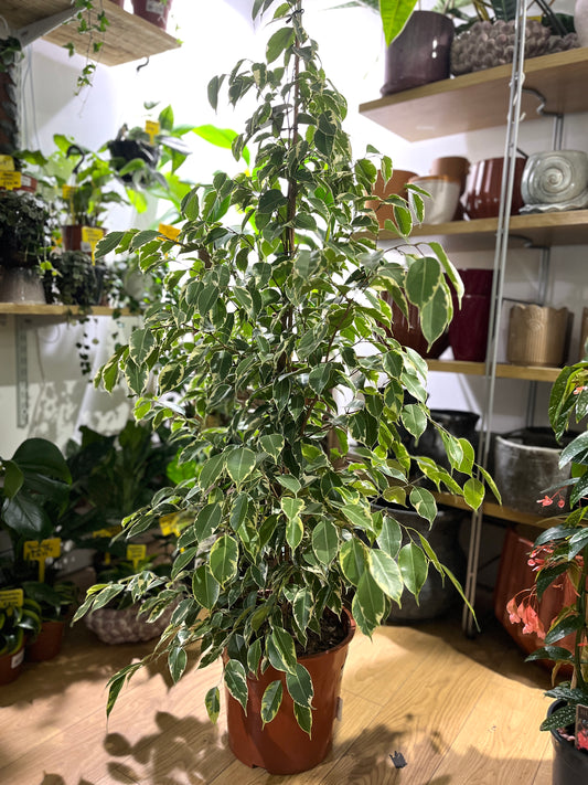 Ficus Benjamina Golden King - Weeping fig