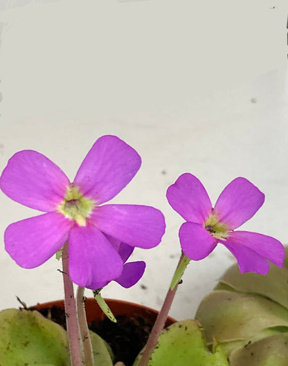 Pinguicula mix