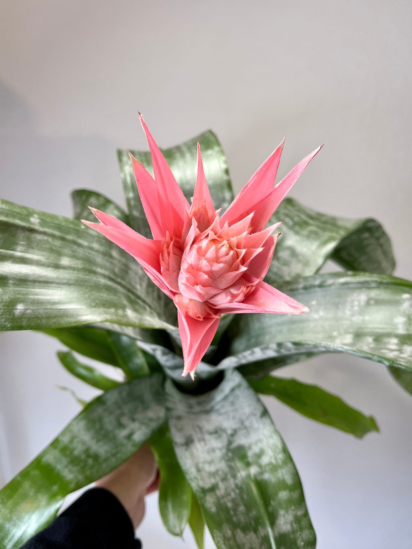 Aechmea fasciata ‘Primera’