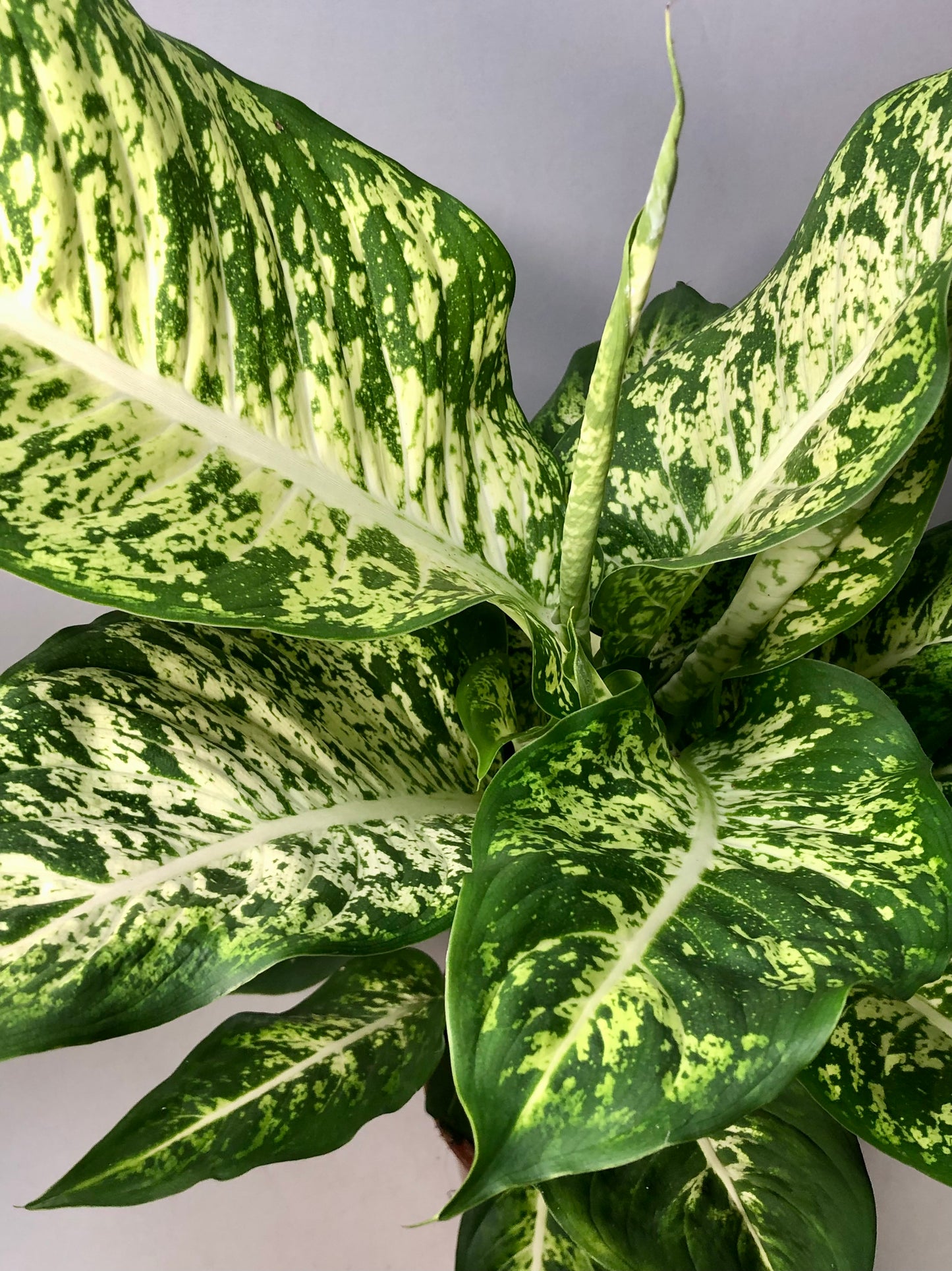 Dieffenbachia Mars