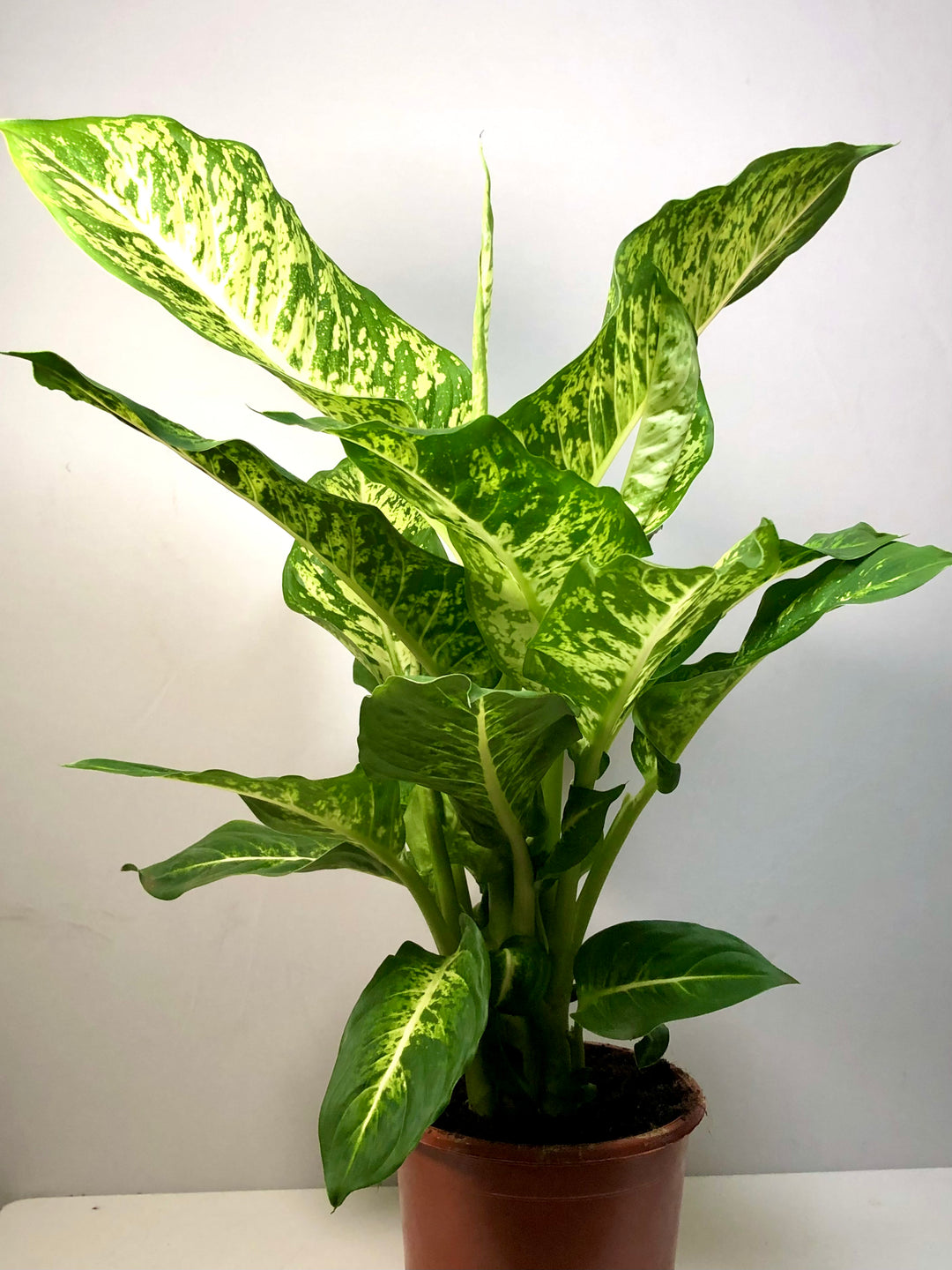 dieffenbachia maculata mars Dieffenbachia Mars – Plant Studio
