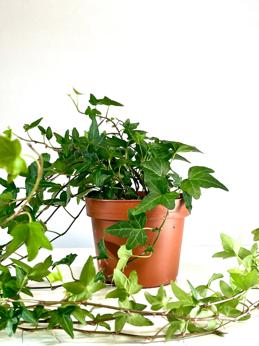 hanging shamrock plant Hedera Helix Shamrock – Plant Studio