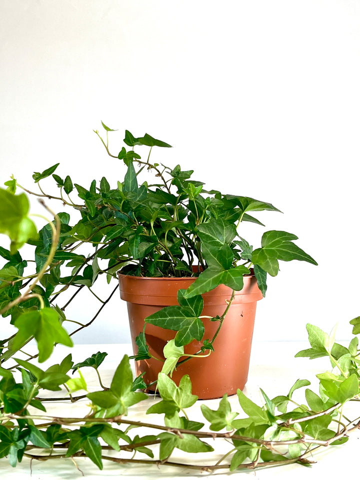 Hedera Helix Shamrock