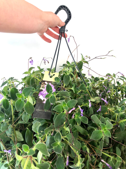 Streptocarpus Saxorum