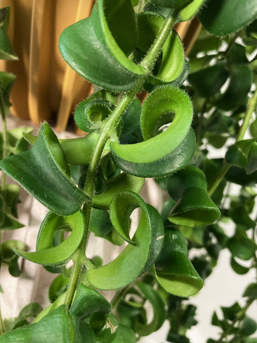 Aeschynanthus Rasta