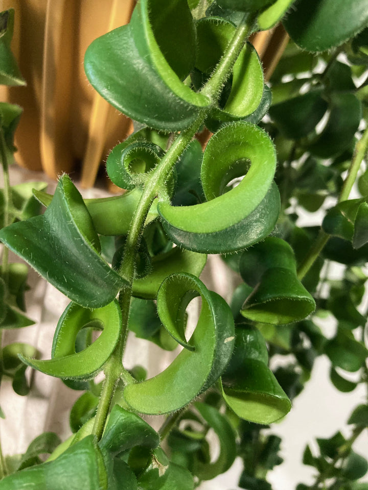 Aeschynanthus Rasta