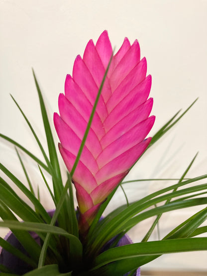 Tillandsia Cyanea mini - pink quill