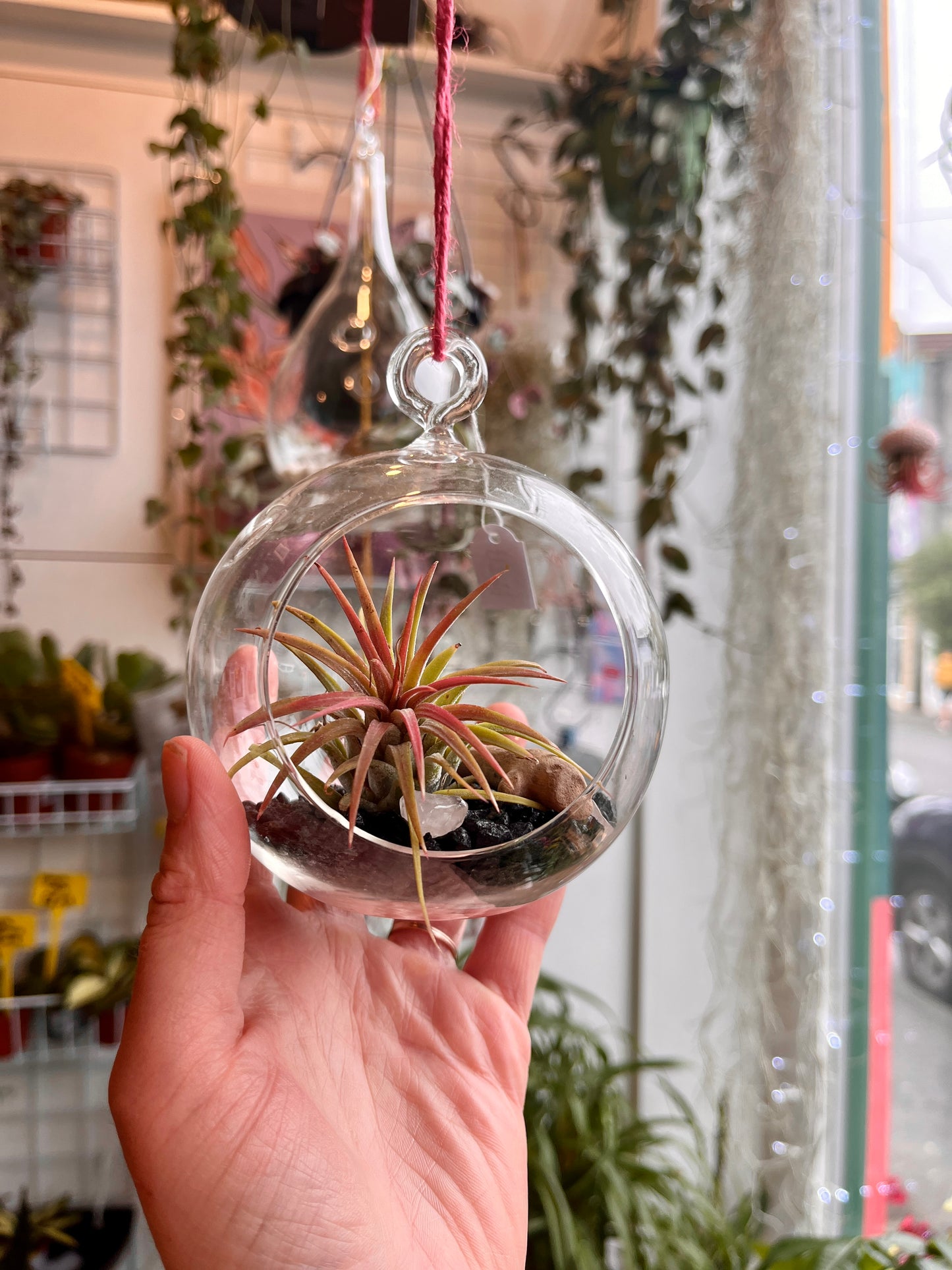 Glass bauble airplant terrarium