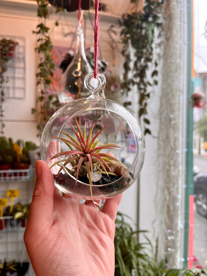 Glass bauble airplant Plant Studio Terrarium