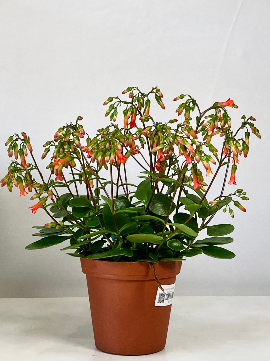Kalanchoe Mirabella