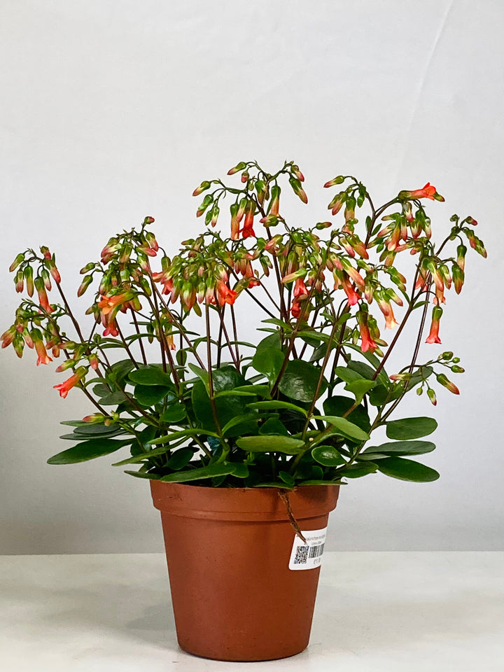Kalanchoe Mirabella
