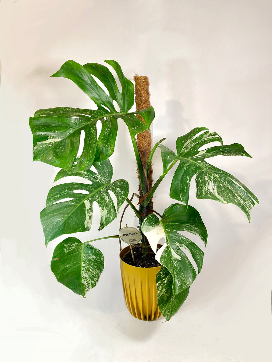 swiss cheese plant on moss pole Monstera deliciosa 'Variegata' – Rare Swiss Cheese Plant – Plant Studio