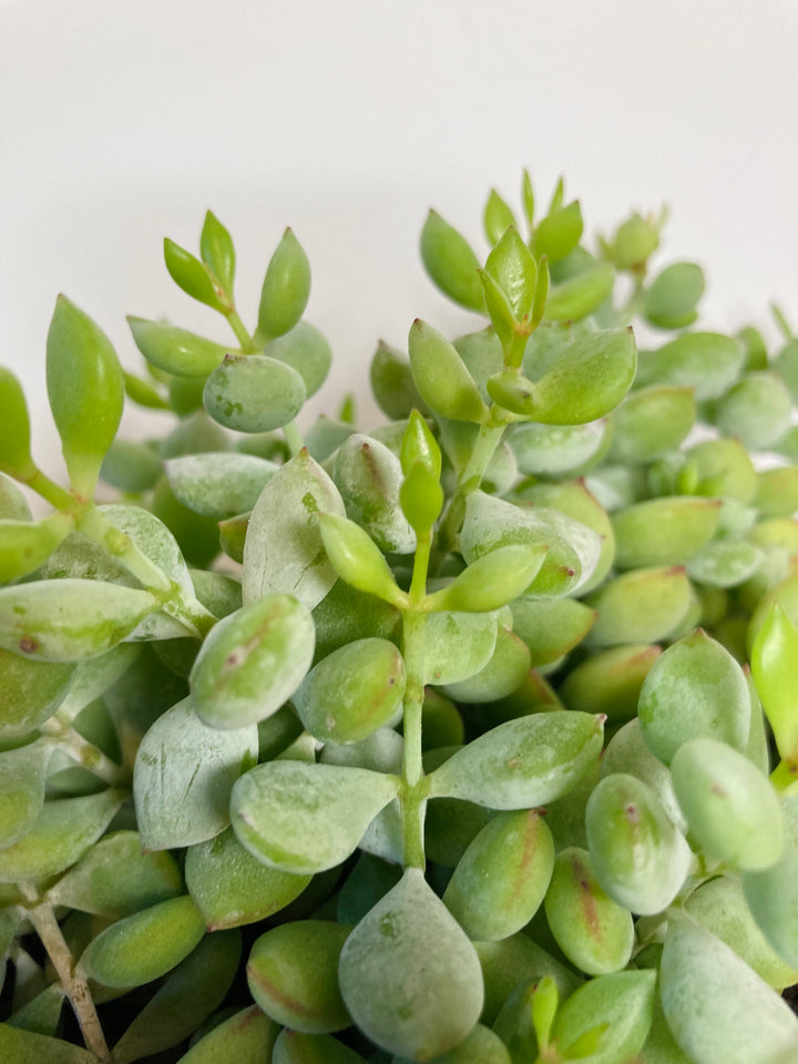 Cotyledon Pendens - Cliff Cotyledon