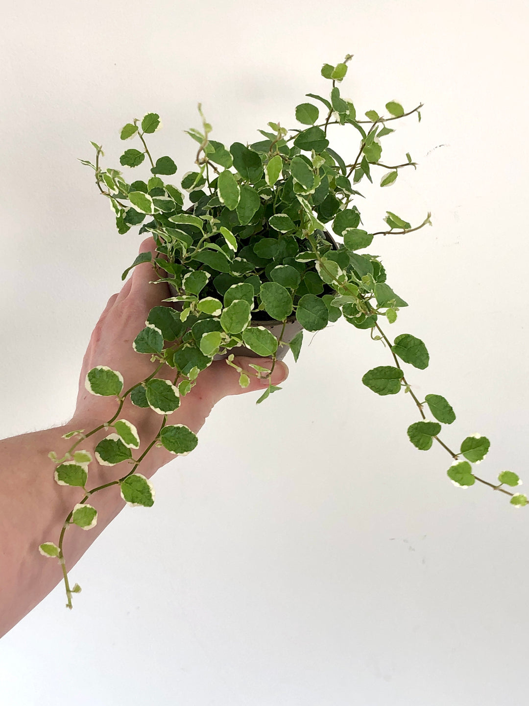 Ficus pumila ‘White Sunny’ – Variegated Creeping Fig
