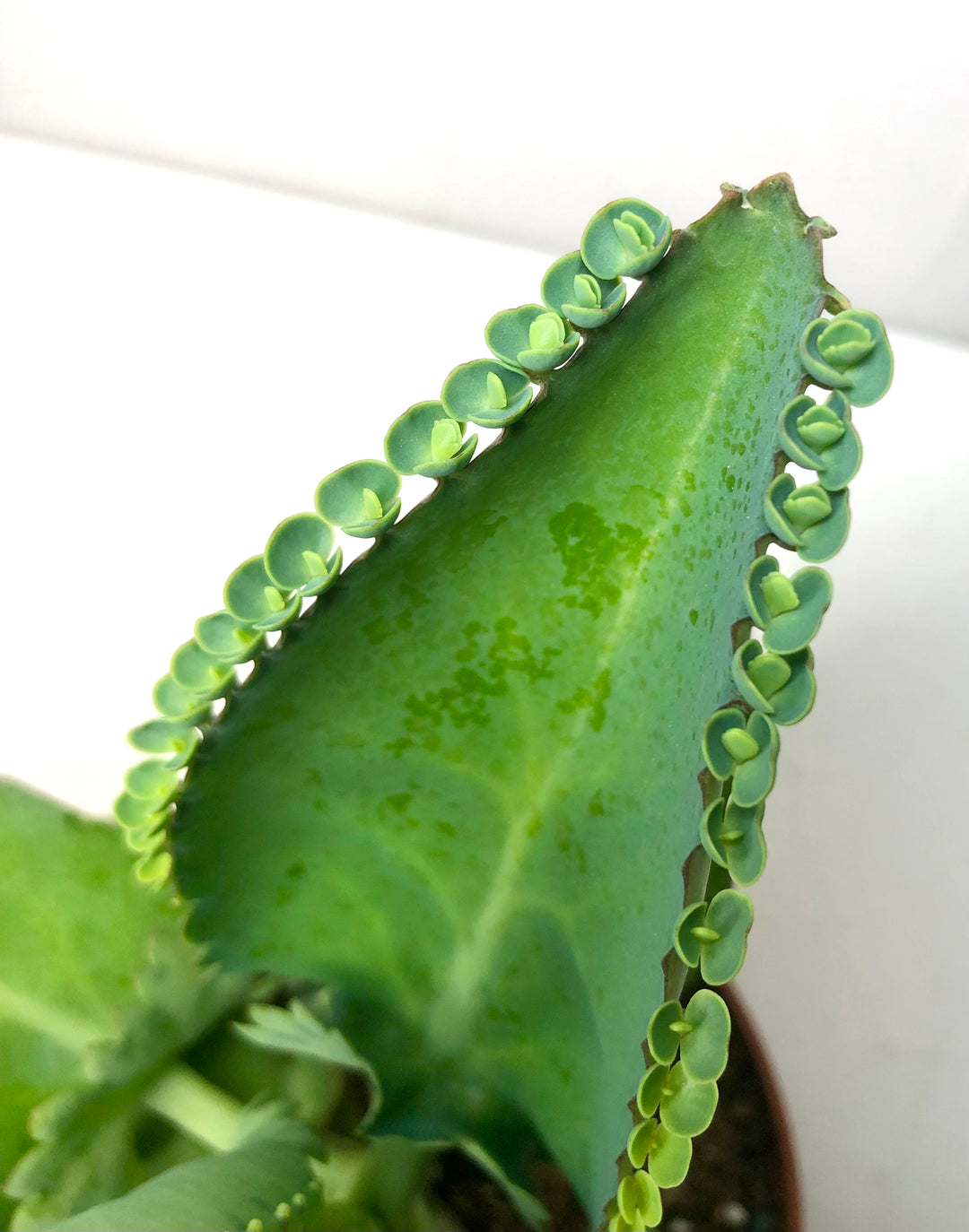 Kalanchoe  laetivirens - Mother of thousands
