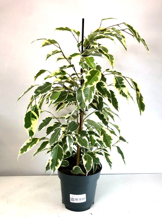 Ficus Benjamina 'Samantha'  - Weeping fig