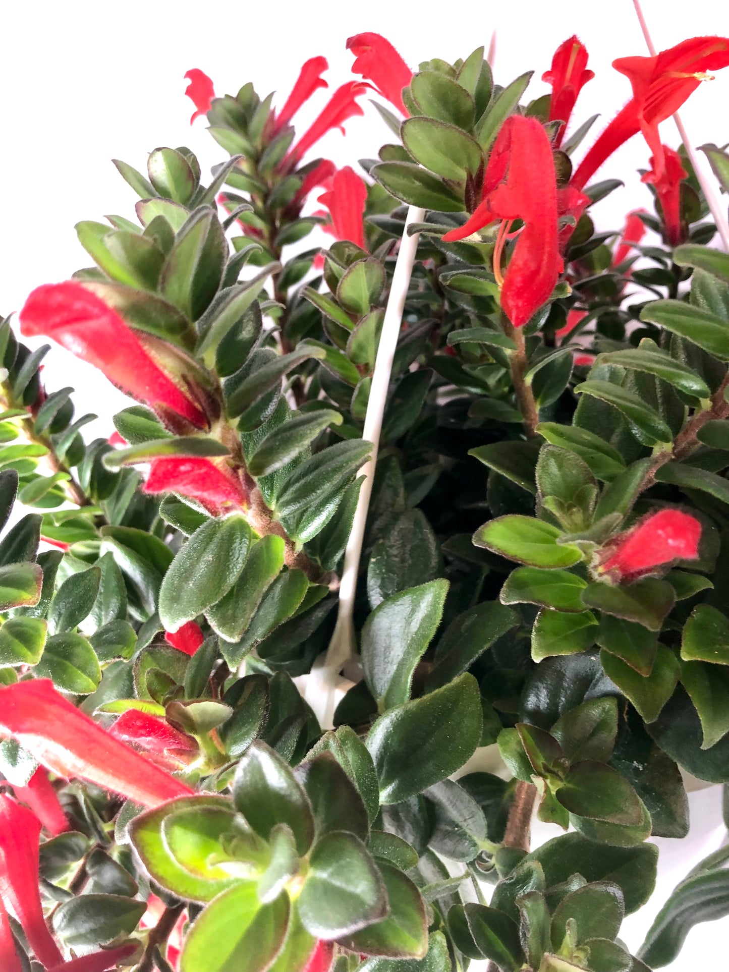 Columnea Krakatau - Goldfish Plant