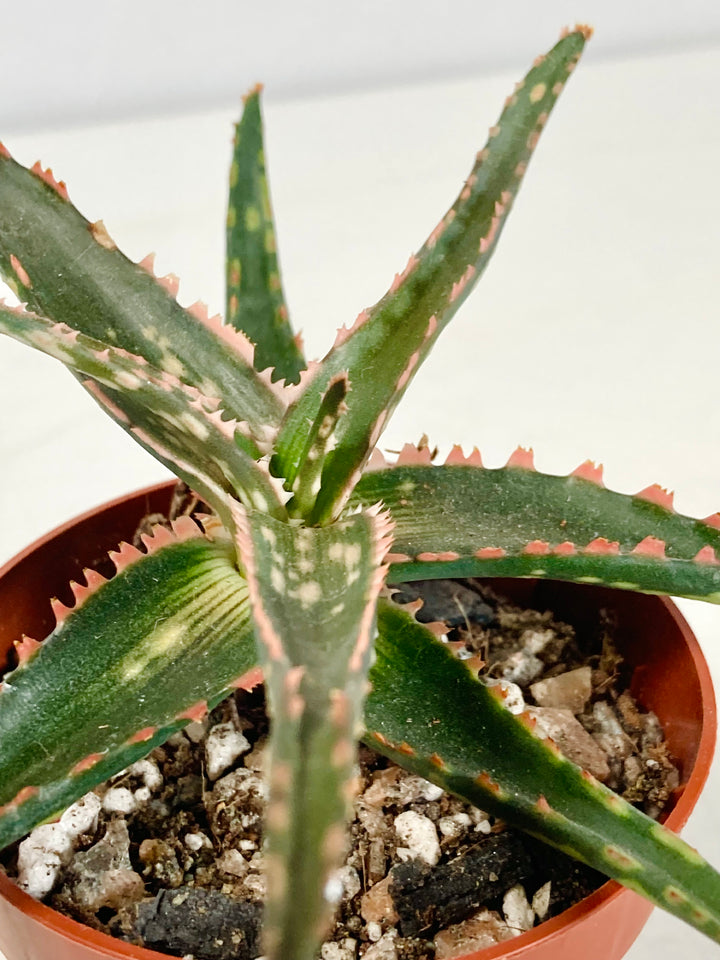 Aloe Dannyz