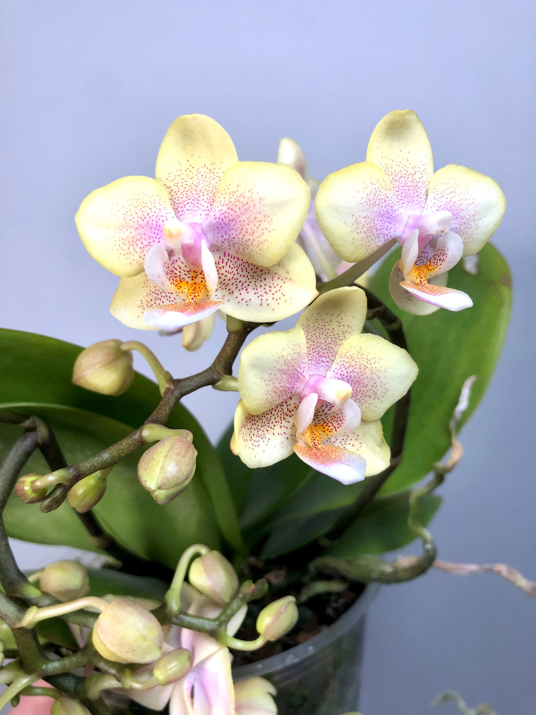 Phalaenopsis yellow scented- orchid
