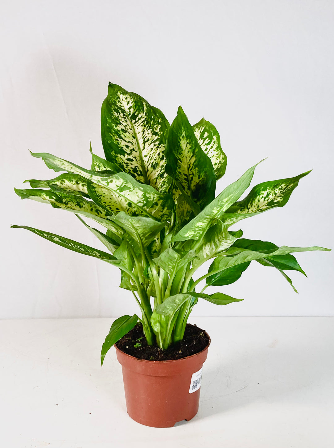 dieffenbachia 'camilla Dieffenbachia 'Camilla'