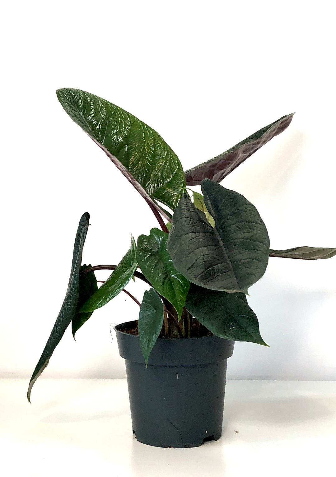 Alocasia Scalprum