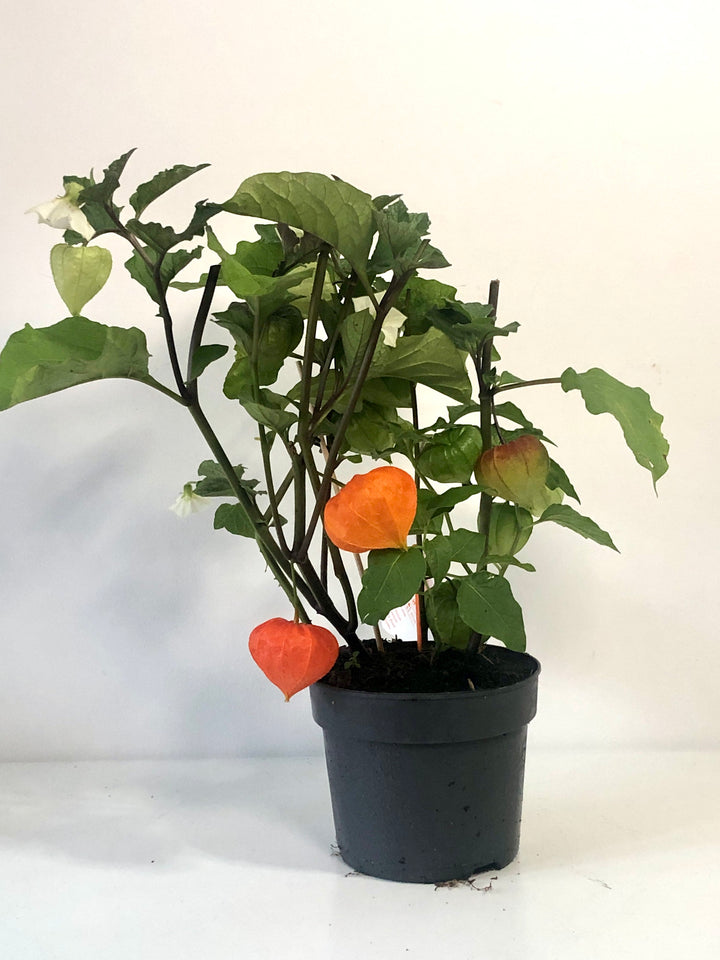 Physalis Alkekengi -  'Chinese Lantern'