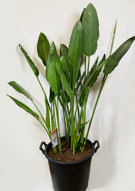 Strelitzia Reginea